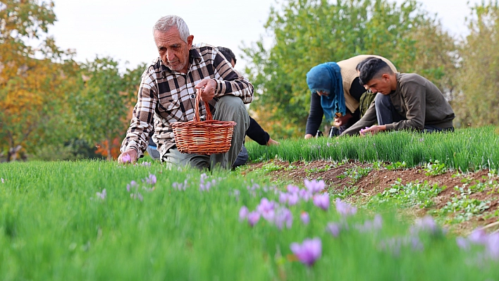 Deneme amaçlı başladıKilosu 200 bin liraya satılıyor