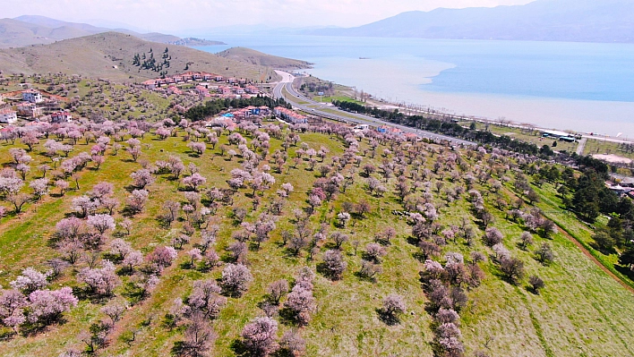 Badem ağaçlarının görsel şöleni