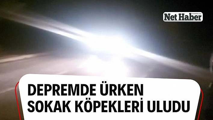 Depremde ürken sokak köpekleri uludu