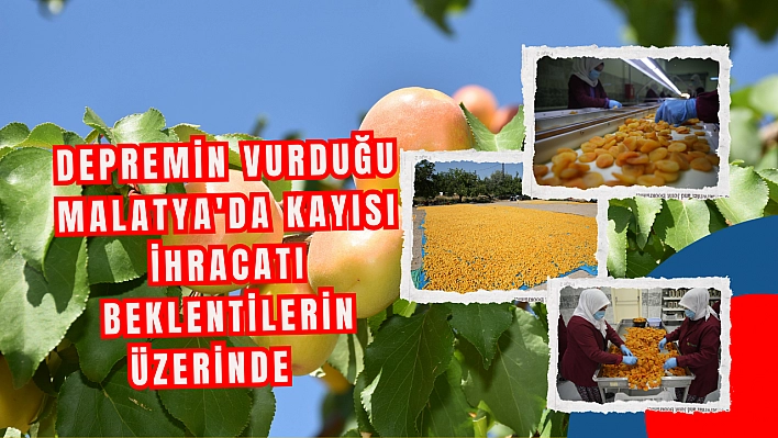 Depremin Vurduğu Malatya'da Kayısı İhracatı Beklentilerin Üzerinde