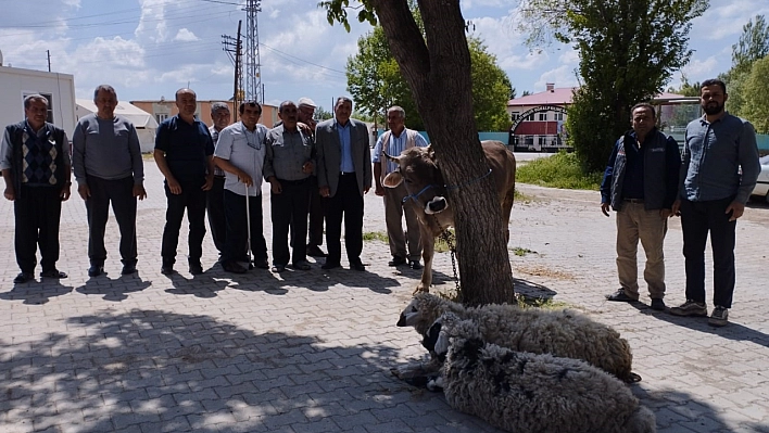 Depremlerin bitmesi için kurban kestiler