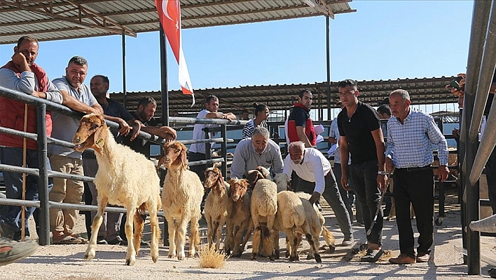 Depremzede besicilere  hayvan desteği