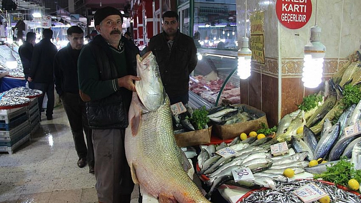 Dev balık ilgi odağı oldu