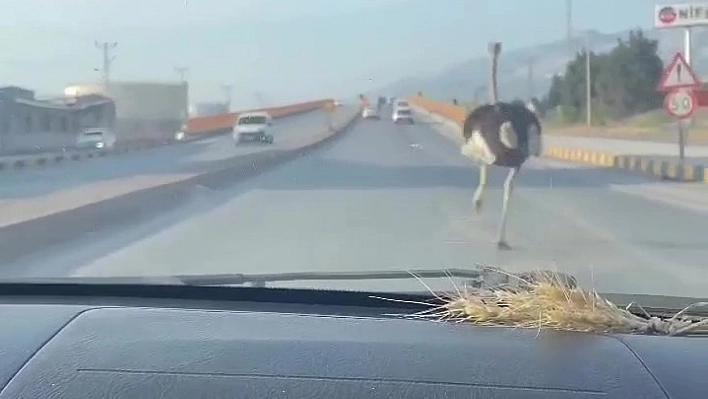 Deve kuşunu trafikte gören vatandaşın şaşkınlık yaşadığı anlar gülümsetti