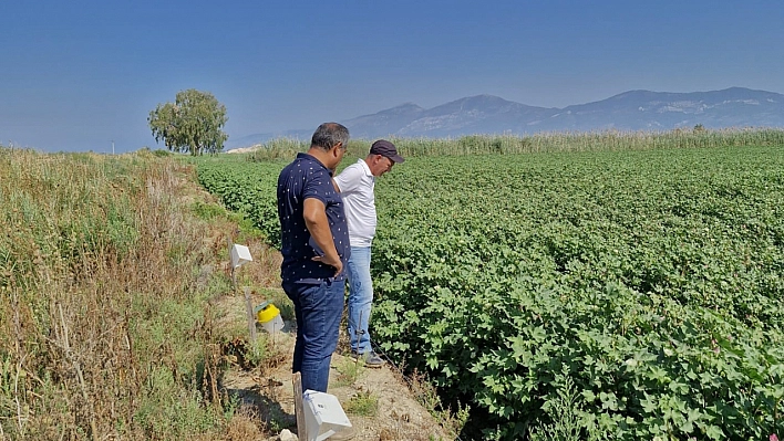 Beyaz altın hasat kontrolleri devam ediyor