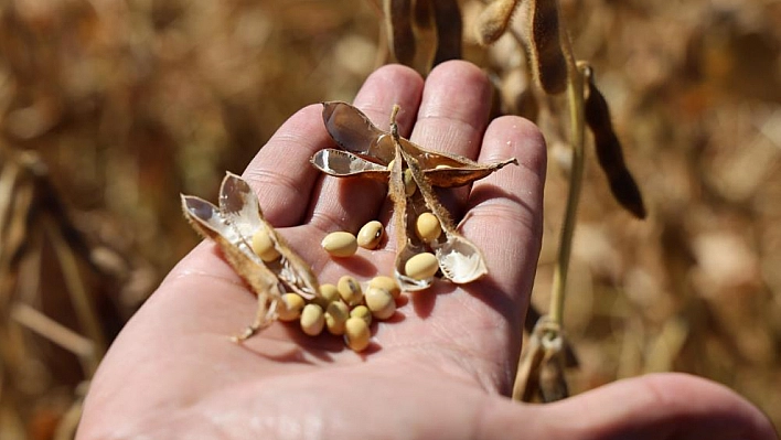 Diyarbakır'da 35 Bin Dekara Soya Fasulyesi Ekildi