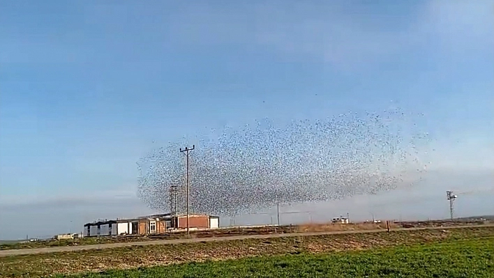 Diyarbakır'da sığırcıkların dansı hayran bıraktı