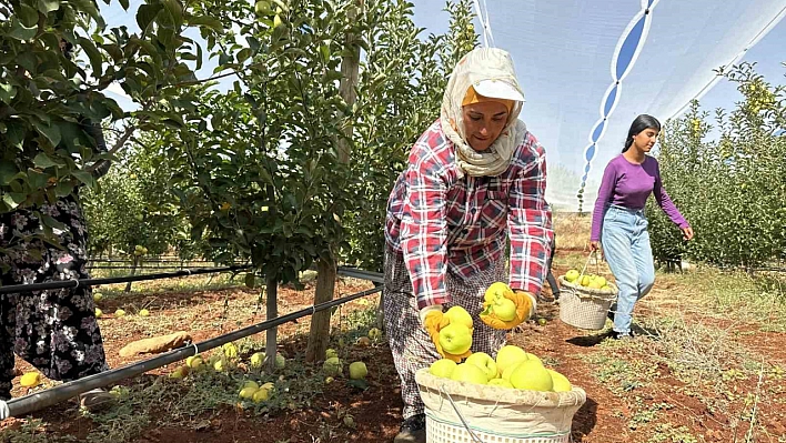 Malatya'da Hasat Başladı Ancak Üretici Şikayetçi!