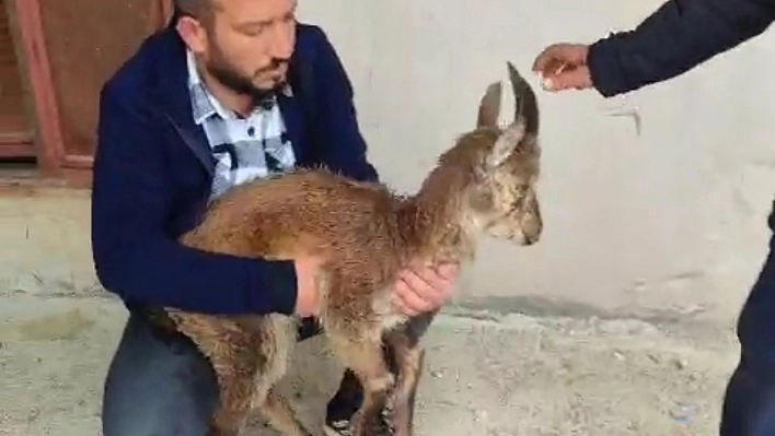 Doğanşehir'de yaralı halde bulunan yaban keçisi tedavi altına alındı