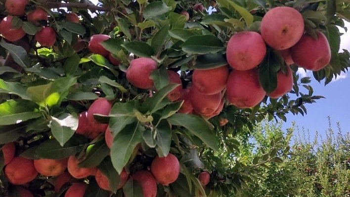 Elmada hasat zamanı