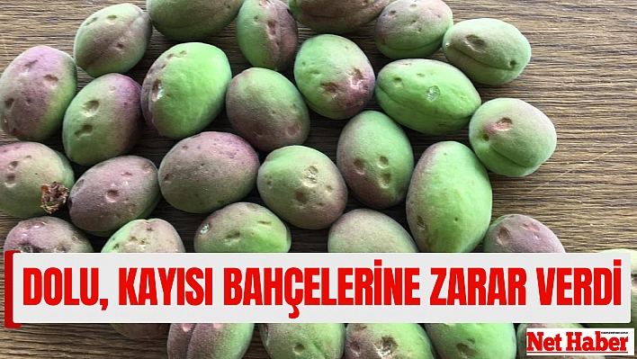 Dolu, kayısı bahçelerine zarar verdi