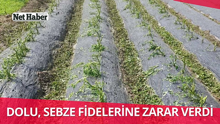 Dolu, sebze fidelerine zarar verdi