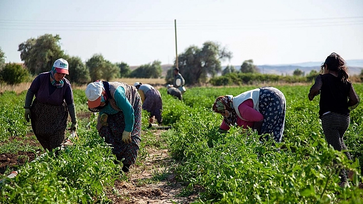 Domates hasadı başladı