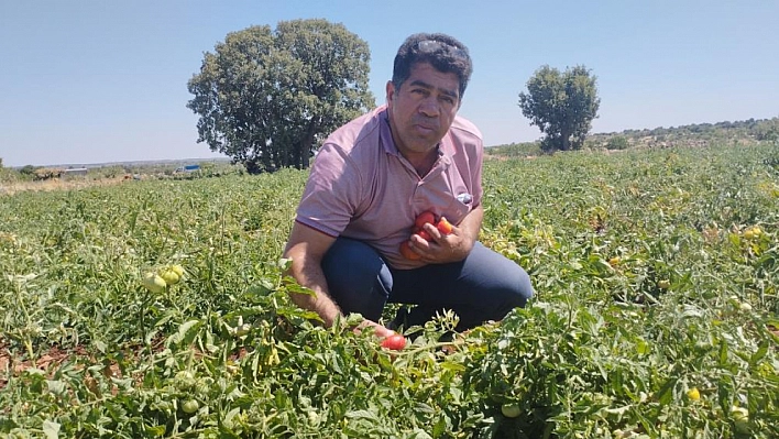 Dönümünden 30 ton alıyor