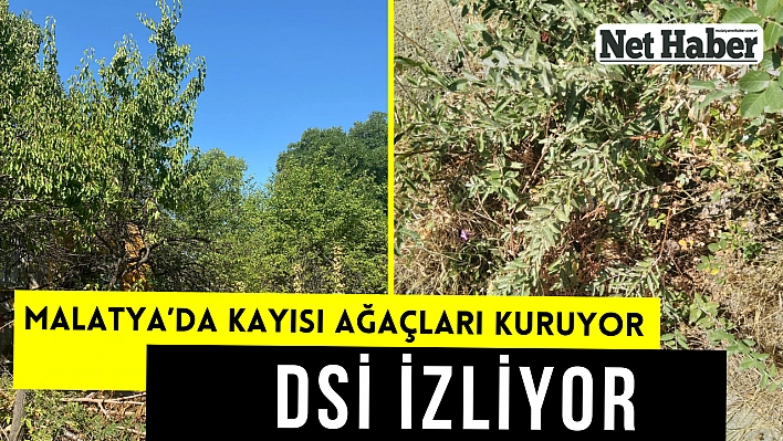 Malatya'da kayısı ağaçları kuruyor! DSİ izliyor