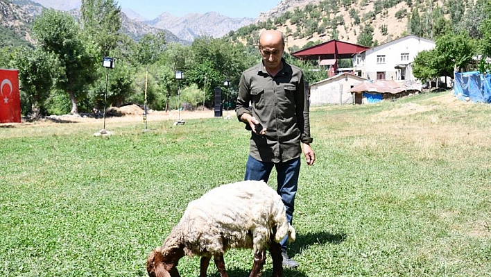 Düğünden kaçan koyunla dost oldu