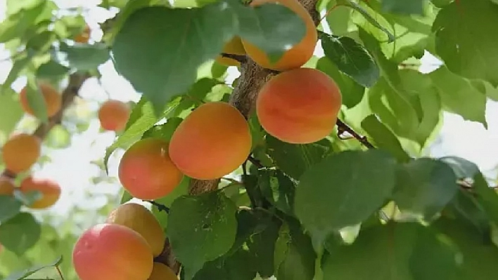 Kayısı başkenti kayısıya hasret kaldı! Ancak sarı altın altın çağını yaşıyor...