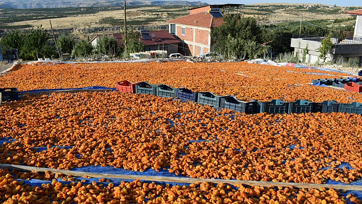 Dünyada üretimin yüzde 85'ini karşılıyor: Temmuz'da Başlayıp, Ağustos'ta Sona Yaklaşıyor...