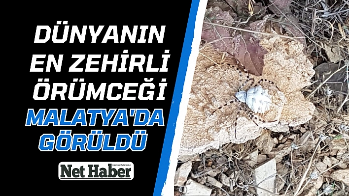 Dünyanın en zehirli örümceği Malatya'da görüldü