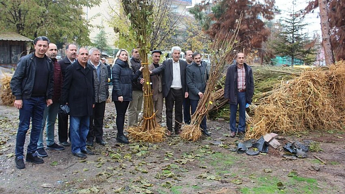 Dut fidanı dağıtıldı