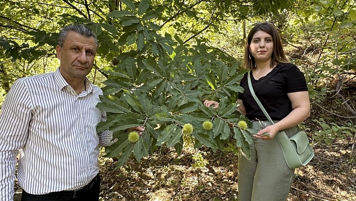 Ekim Ayında Hasada Başlanacak!