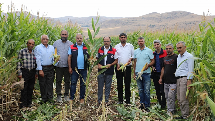 Elazığ'da 98 bin ton silajlık mısır üretimi bekleniyor