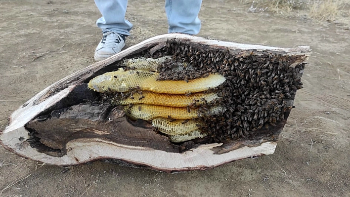 Elazığ'da ağaç kovuğundan kilo kilo çıktı