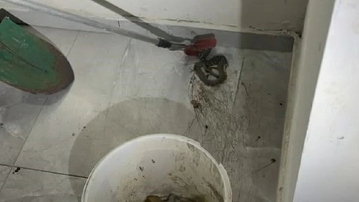 Elazığ'da apartmanda görülen yılan paniğe neden oldu