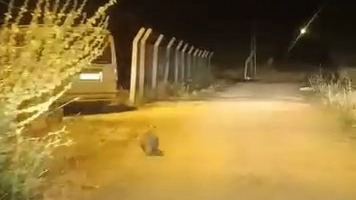 Elazığ'da bir porsuk kameralara takıldı