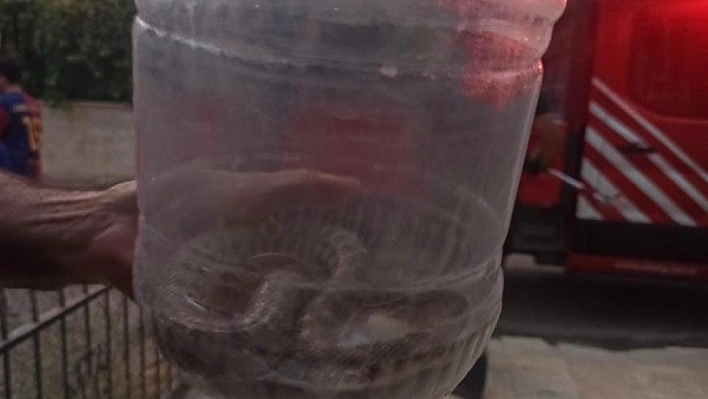 Elazığ'da engerek yılanı paniği