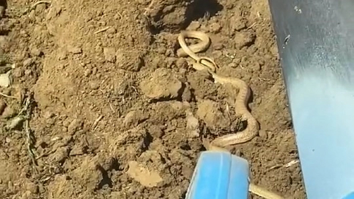 Elazığ'da hava ısındı, yılanlar ortaya çıktı