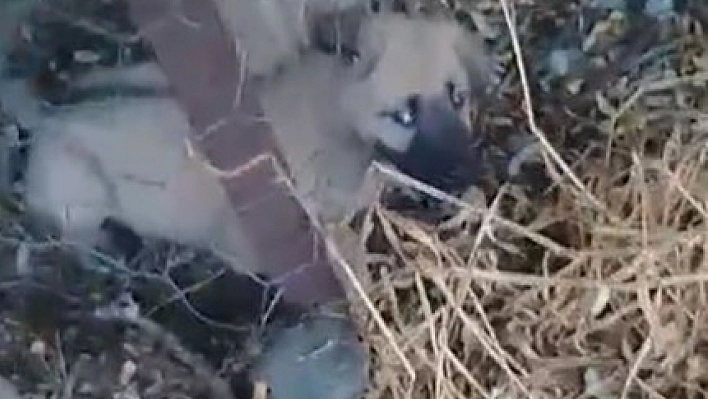 Yavru köpeği kurtarmak için seferber oldu