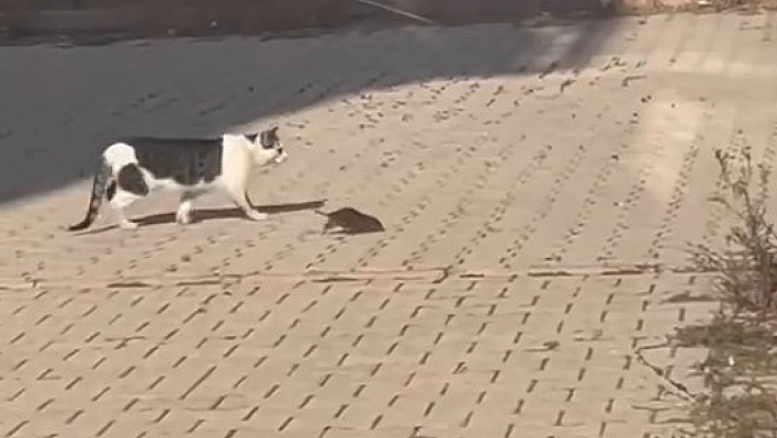 Elazığ'da Kedi Fareyi Yakalayamadı!