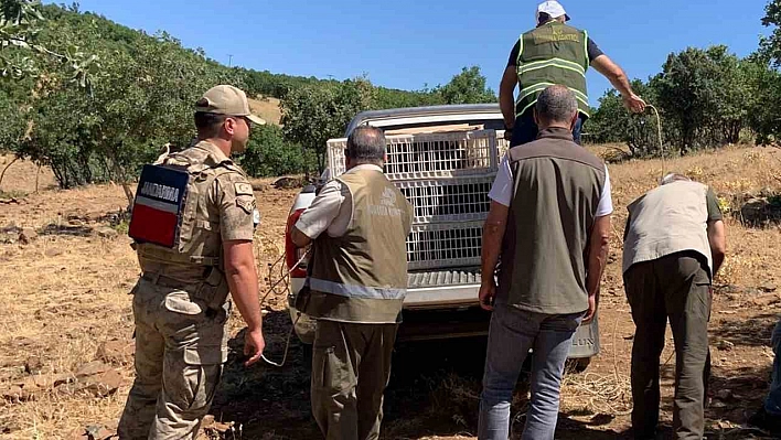 Elazığ'da doğaya keklik salındı
