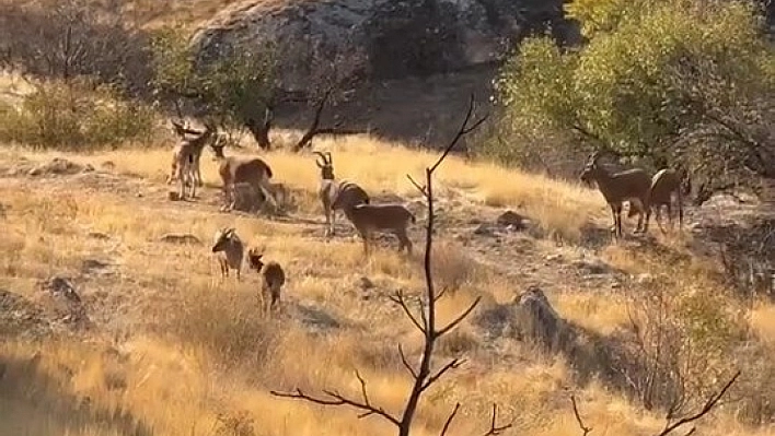 Elazığ'da koruma altında olan dağ keçileri görüldü