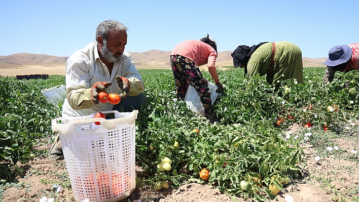 Elazığ'da Saat 7'de Çalışmaya Başlıyorlar. Kavurucu Sıcaklarla Mücadele Ediyorlar