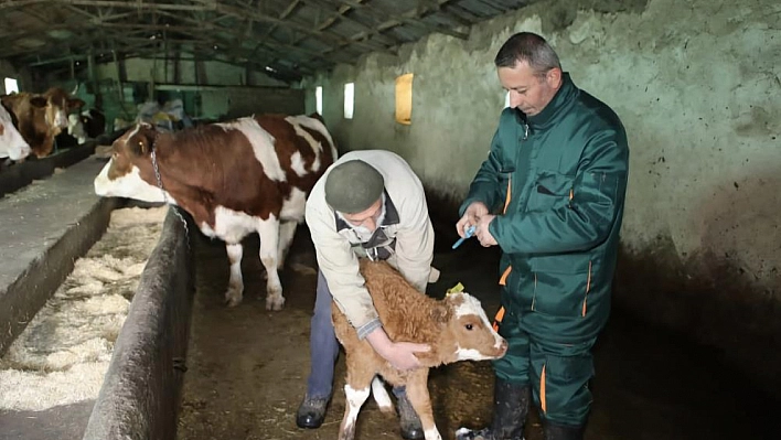 Elazığ'da Şap hastalığı ve karantina sonlandırıldı