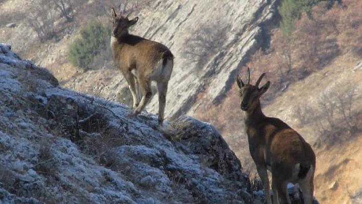 Elazığ'da yaban keçisi envanter çalışması yapıldı