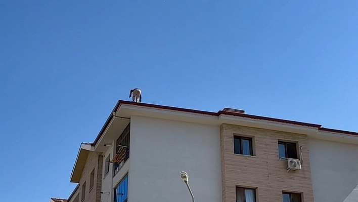 Elazığ'da yürekler ağza geldi