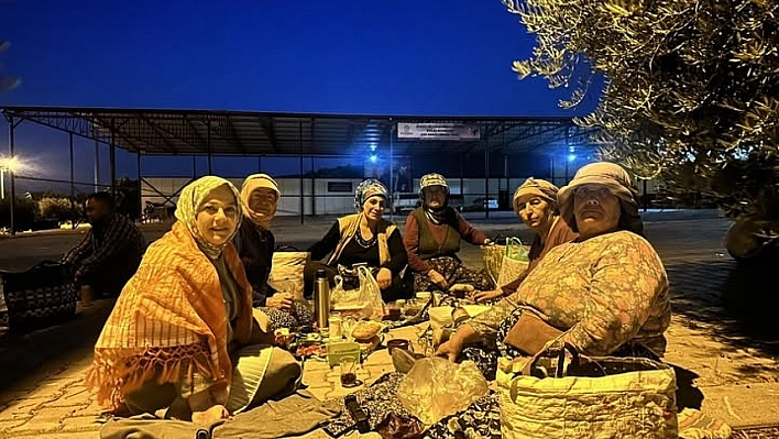 Elleriyle poğaça yapan kadın vekil şafakta üreticiyle birlikte hasat yaptı