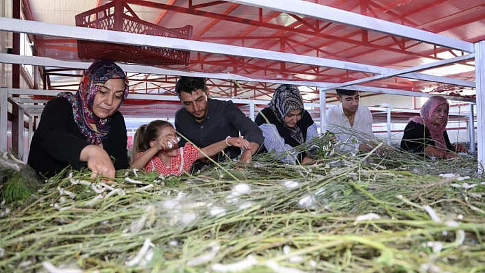 En büyük ipek böcekçiliği çiftliğini kurdu