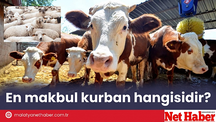 En makbul kurban hangisidir?