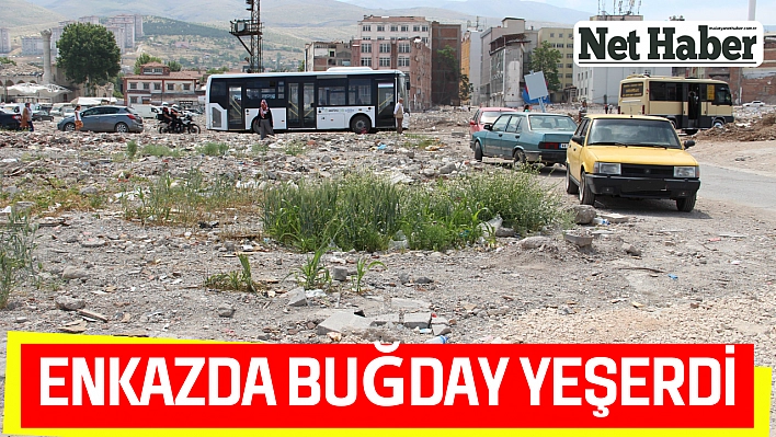 Enkazda buğday yeşerdi