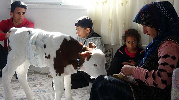 Erken doğan buzağıya çocukları gibi bakıyorlar