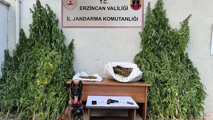 Erzincan'da kenevir operasyonu