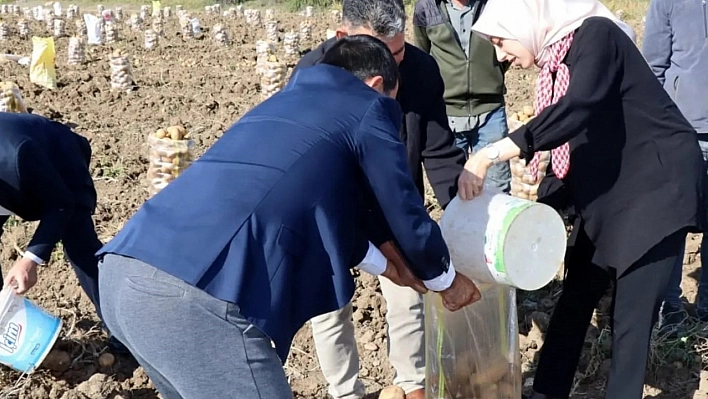 Erzincan'da patates hasadı