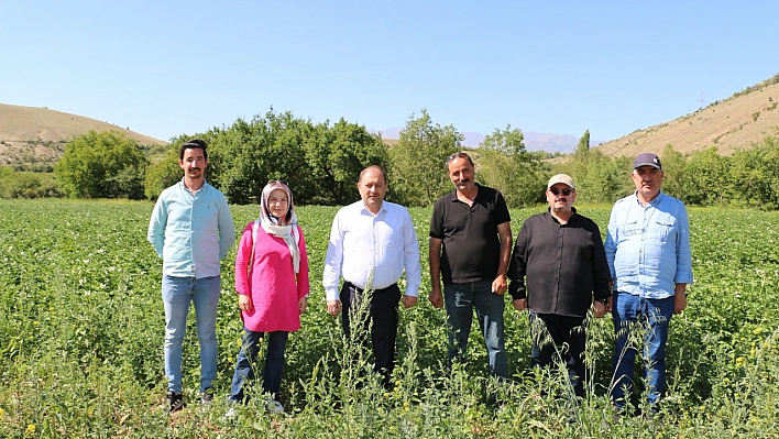 Erzincan'da patates mutluluğu