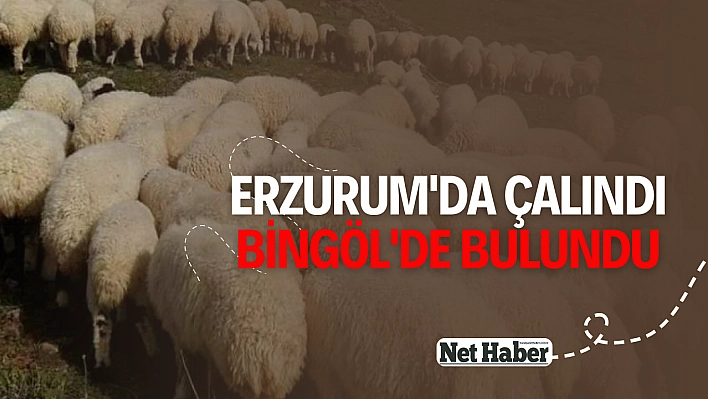 Erzurum'da çalındı, Bingöl'de bulundu