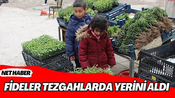 Fideler tezgahlarda yerini aldı