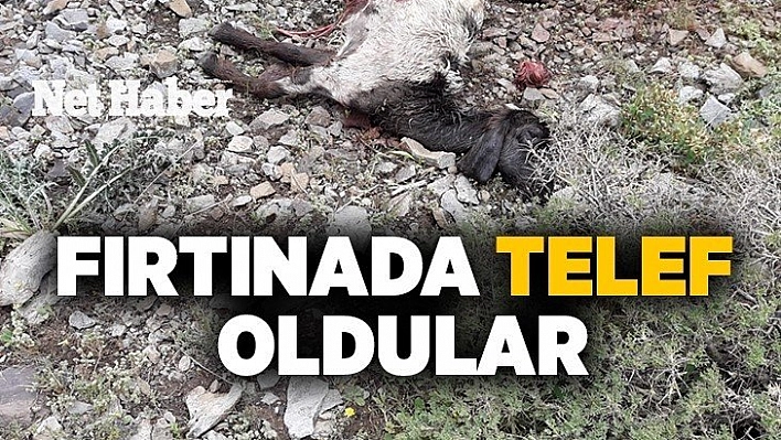 Fırtınada telef oldular